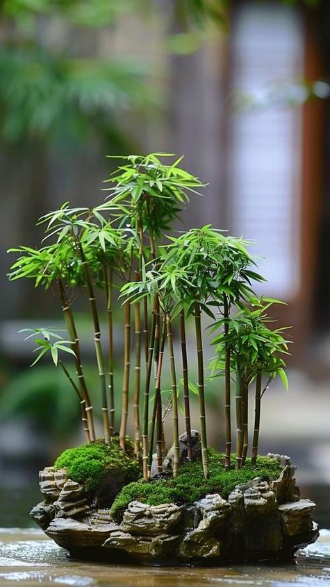 竹子怎样养才能长的旺盛游戏截图