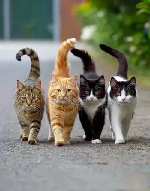 猫聊app官网缩略图