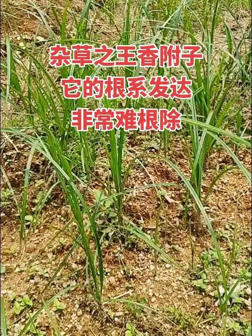 灭草烂根的除草剂缩略图