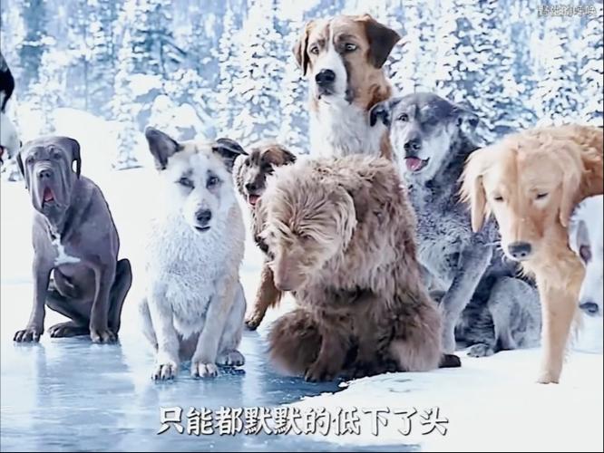狗狗影视缩略图