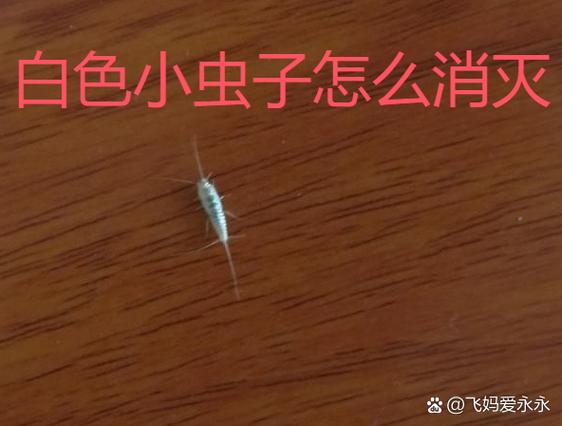limbo白色虫子