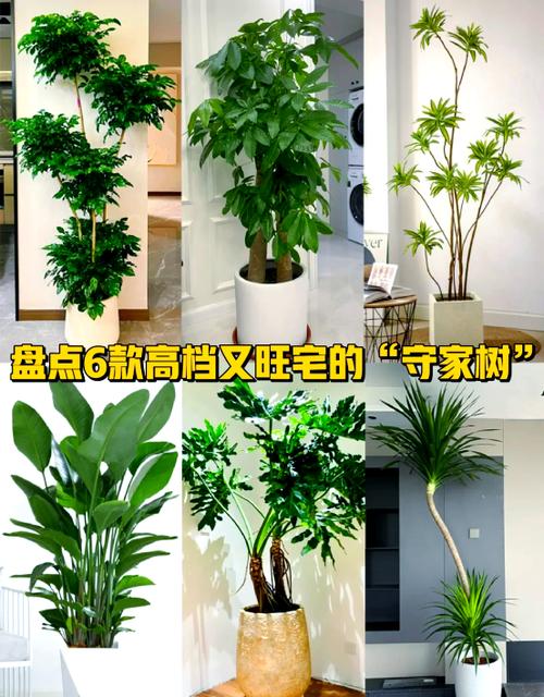 室内养什么树最好养图标