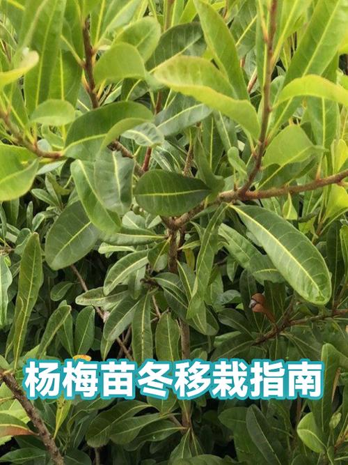 鲁甸县杨梅缩略图