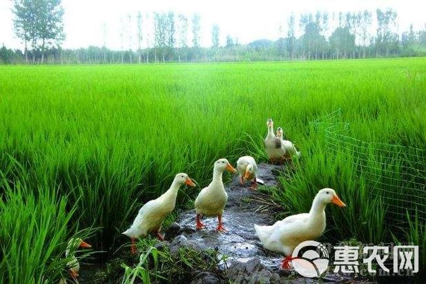 鸭稻米为什么这么贵
