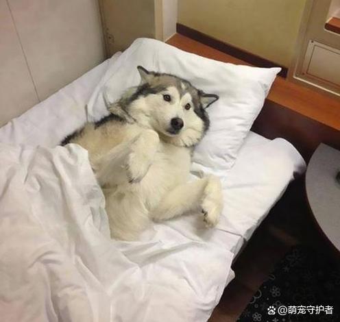 狗狗喜欢和人睡的原因图标