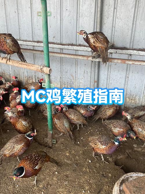 我的世界鸡繁殖方法缩略图