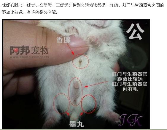 仓鼠的繁殖方法游戏截图