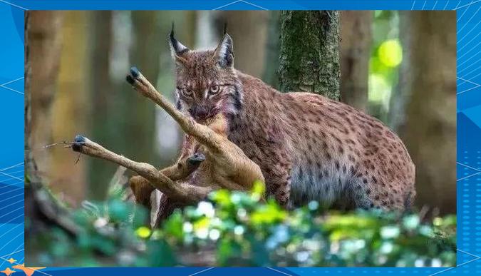 猞猁与狼谁更厉害