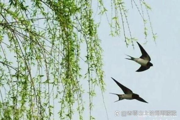 燕子语言翻译器游戏截图