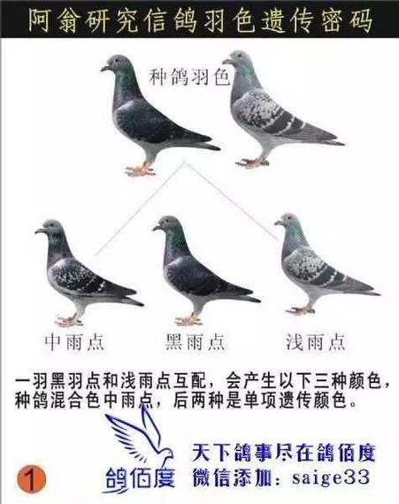 黑鸽子最佳配对羽色图标