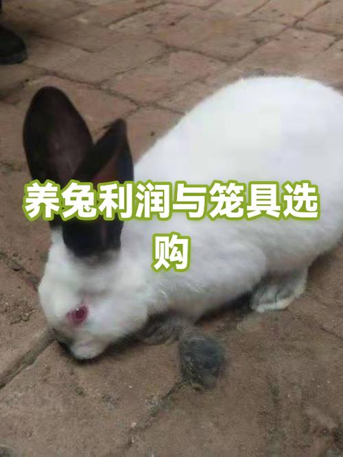 养殖兔子的成本和利润图标