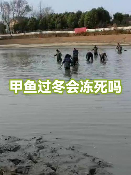 甲鱼吃什么东西能养活