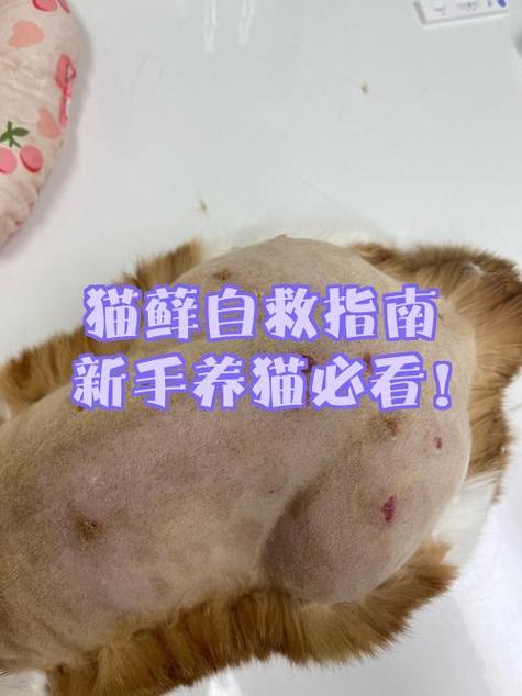 猫咪脱毛严重怎么处理