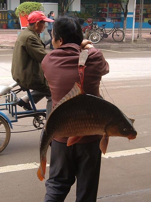 自动鲤鱼看看图标