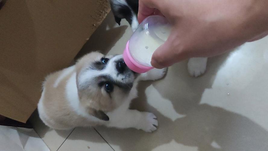 小狗崽吃奶游戏截图
