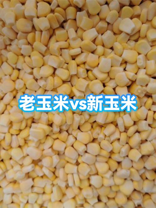新玉米好还是旧玉米好图标