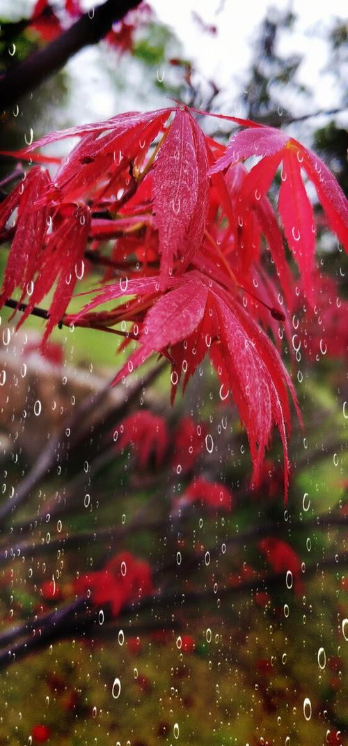 春雨全集免费高清版在线观看游戏截图