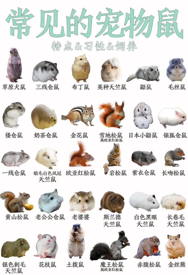 松鼠症仓库更新列表4缩略图