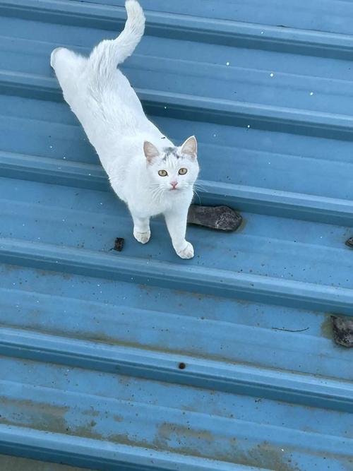 千机阁猫球球坐标