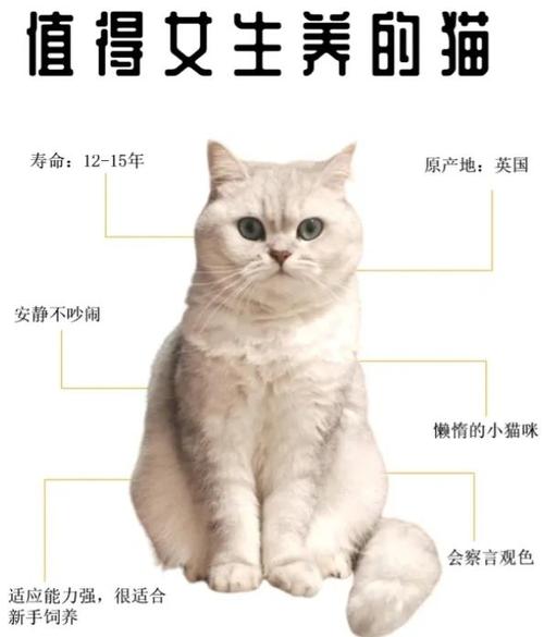 养三只猫的大忌缩略图