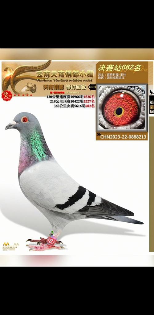 2026最旺财鸽舍名字缩略图