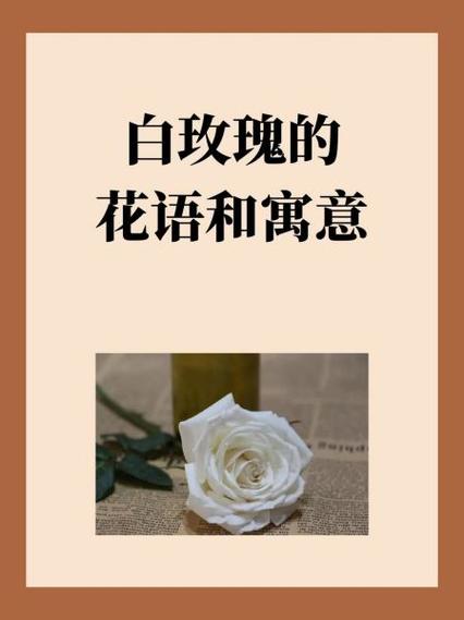 白玫瑰的花语是缩略图