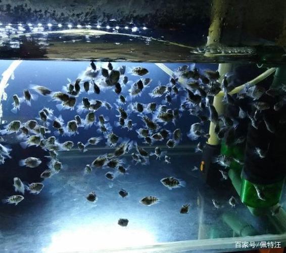 鹦鹉鱼一天不打氧可以吗图标
