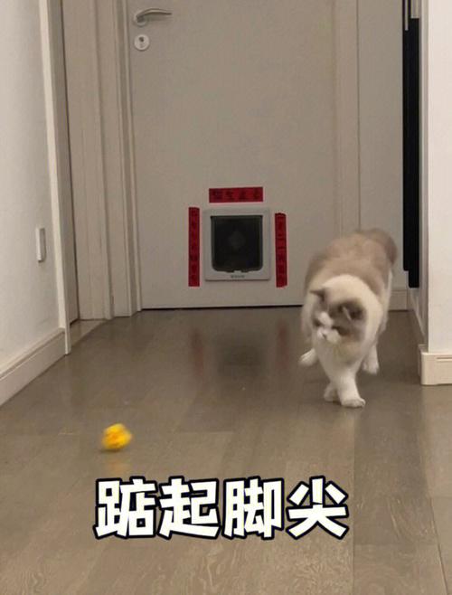 猫步的正确走法视频缩略图