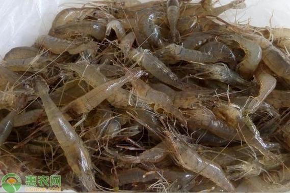 野生河虾一年繁殖几次缩略图