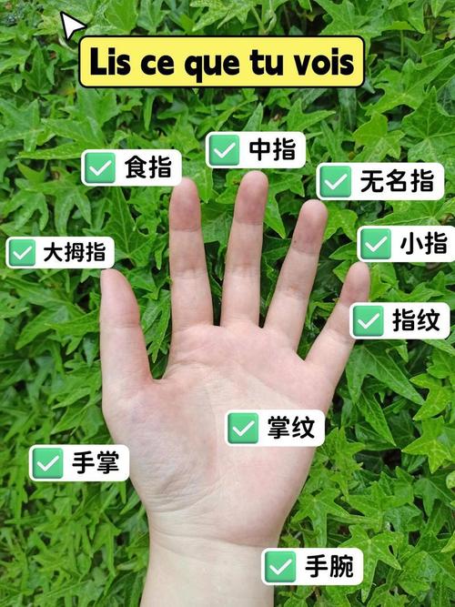 食指指是哪个手指图标