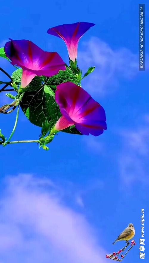 牵牛花视频图标