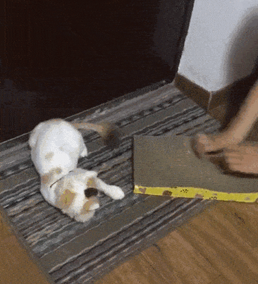 尖猫官网