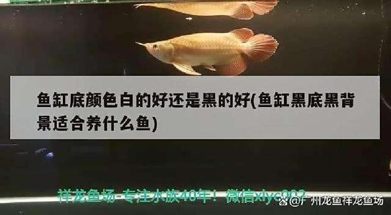 鱼缸黑背景好还是白背景好缩略图