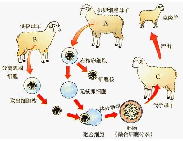混合克隆体技术游戏截图