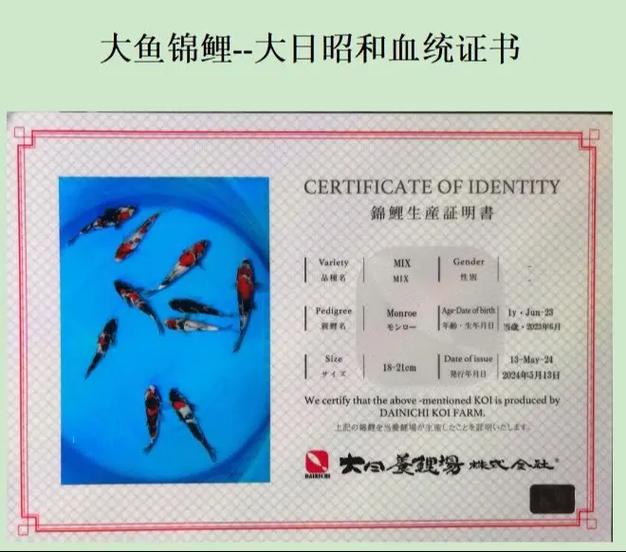 普通锦鲤多少钱一只缩略图
