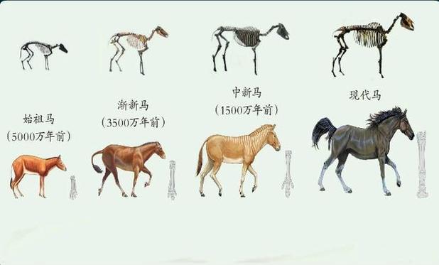 马进化的四个阶段图标