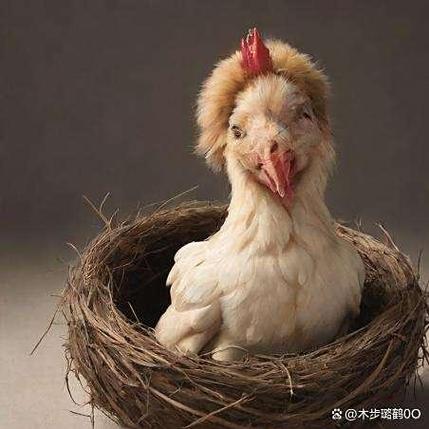 抱窝是什么意思缩略图