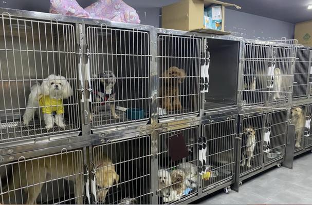 宠物寄养有前景吗游戏截图