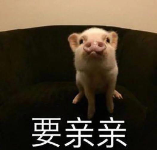 女人发猪表情包暗示图标