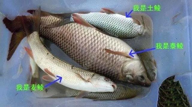 泰拉瑞亚钓出来的鱼有什么用