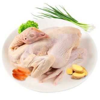 仔鸡是什么鸡游戏截图