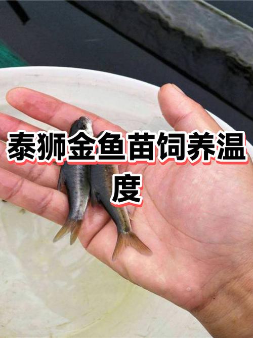 金鱼养殖利润图标