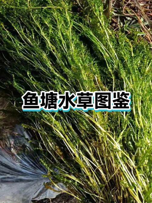 适合鱼塘种植的水草缩略图