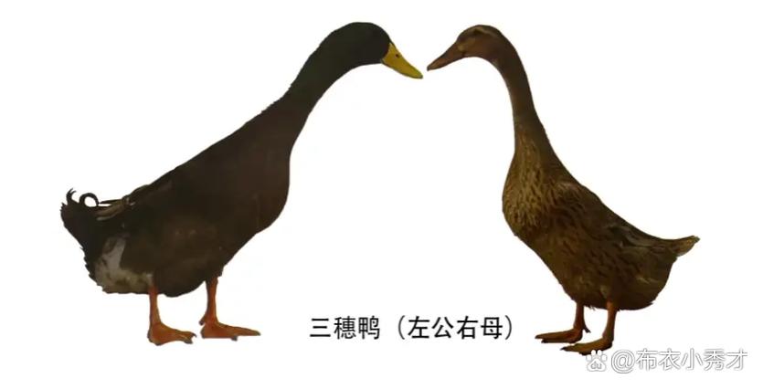 我养的鸭贼6分红鸭游戏截图