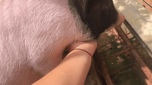 抱不住的猪表情包gif缩略图