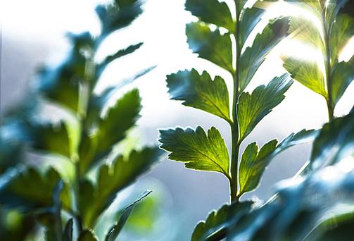 植物大战僵尸无cd无限阳光