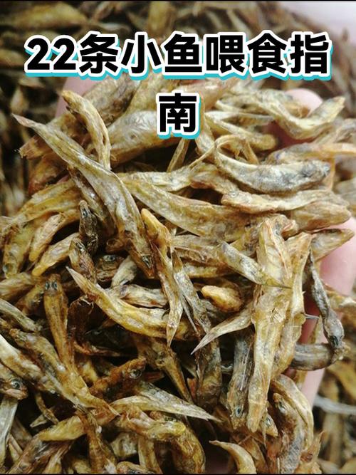 小鱼多久喂一次比较好游戏截图