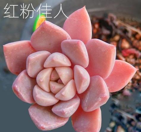 红粉佳人暗示啥意思游戏截图