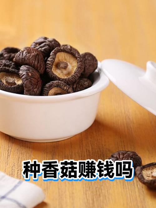 种香菇赚钱吗游戏截图