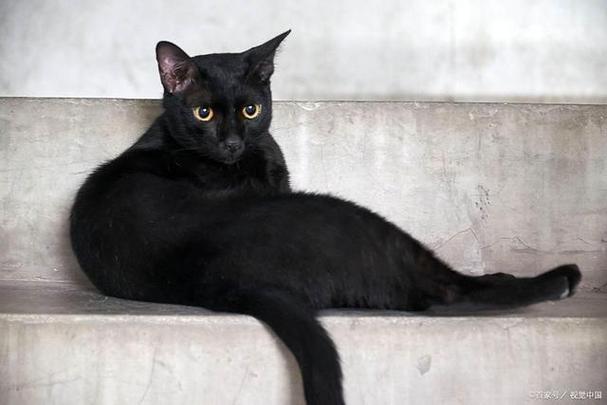 玄猫最忌讳的属相图标